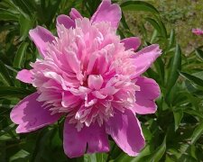 piwonia, screen Youtube @FlowersForYour