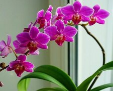 Storczyki, screen YT