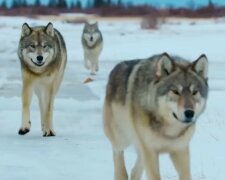 Wilki/Youtube #Ciekawostki ze świata