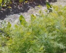 Jak wyhodować soczysty koperek bez saletry? Prosty i łatwy sposób