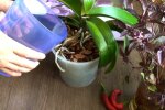 Orchidea, screen YT