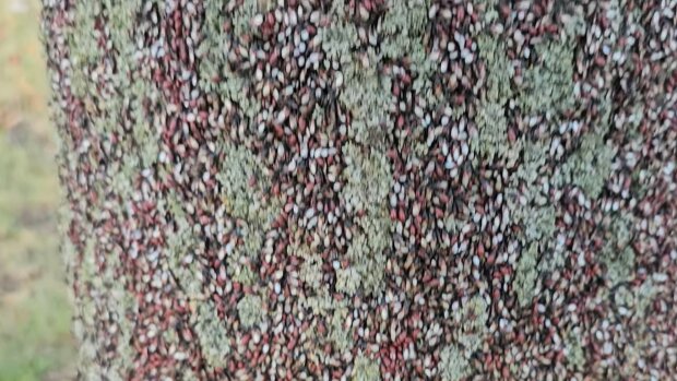 Skupieniec lipowy, screen Youtube @wiesiolek88