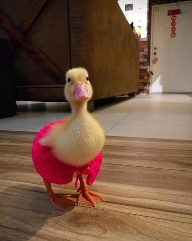 jajko w wietnamskiej restauracji, screen YT