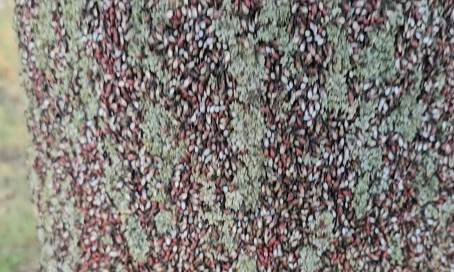 Skupieniec lipowy, screen Youtube @wiesiolek88