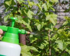 Soda chroni rośliny, screen YT