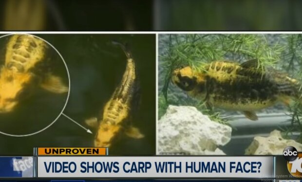 Ryba z ludzką twarzą/Youtube