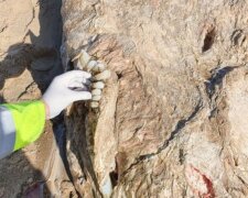 Znalezisko na plaży/ mirror.co.uk