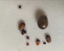 Kleszcze/YouTube @kretolog