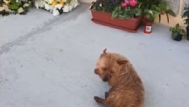 Flumine na grobie pana/ YouTube @Stories of Animals