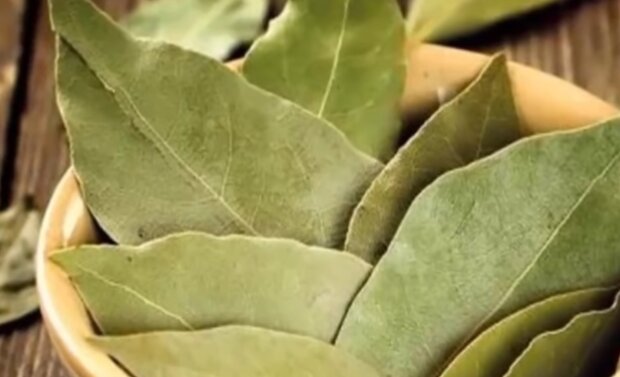 Liść laurowy/ YouTube @Domowe sposoby na zdrowie