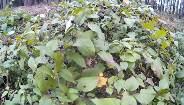 Pokrzyk Wilcza Jagoda/YouTube @Inez MJ