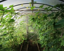 Dodaj to pod ogórki po wschodach. Zbierzesz rekordowe plony