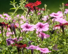 Te kwiaty rosną w ekspresowym tempie. W kilka tygodni zamienią pustą rabatę w kolorowy ogród