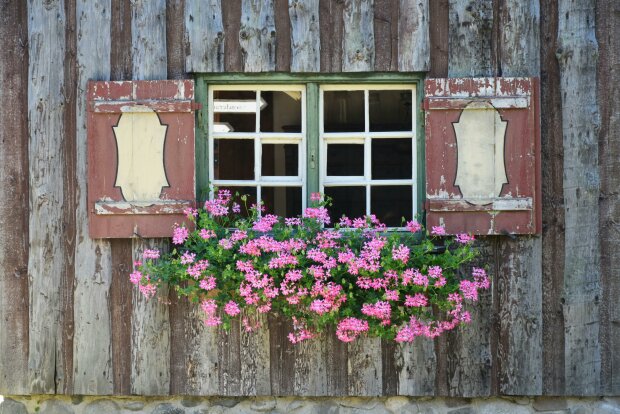 Maj to kluczowy czas dla pelargonii. Dzięki temu będą kwitły aż do jesieni