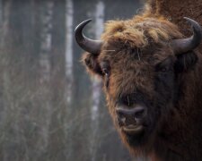 Żubr / YouTube:  TROPEM WAJRAKA