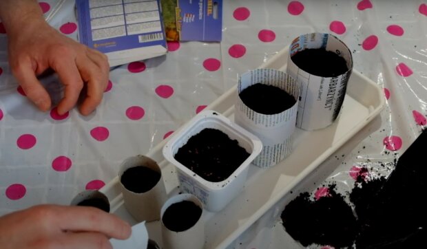 Wysiew nasion (youtube:  PoradnikOgrodniczy)