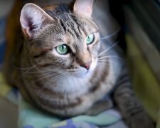 Nowy obowiązek dla właścicieli kotów / YouTube:  Useful Sounds