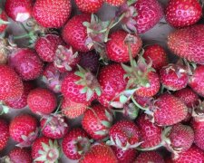 Truskawki/Youtuvbe @Some Girl from ohio