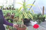 Domowe rośliny/screen Youtube @www.NFSB.me (Continuing Education - New Frontiers School Board)