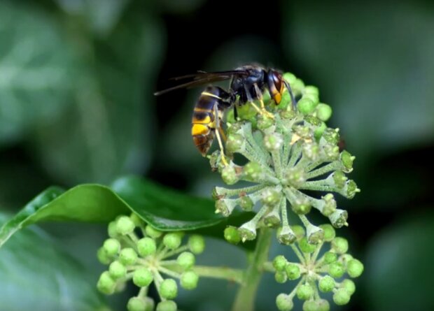 szerszeń azjatycki / YouTube: Ciekawski jak Polak