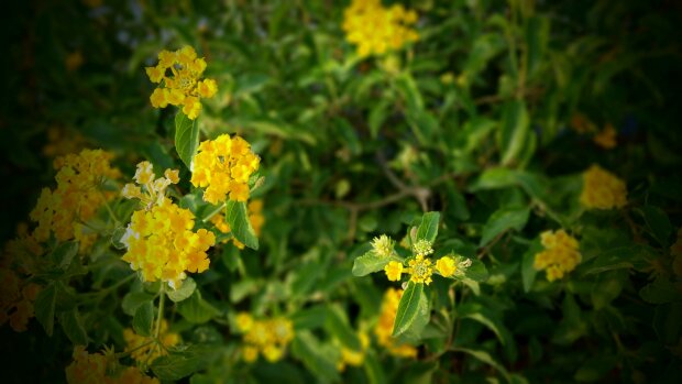 Ta roślina podbija balkony. Kwitnie miesiącami i nie sprawia problemów