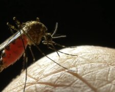 Komar/YouTube @Cuda Świata