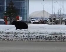 niedźwiedź na ulicy / YouTube: Storylines