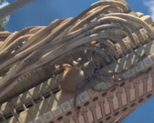 Pająk/Yooutube @PatrynWorldLatestNew