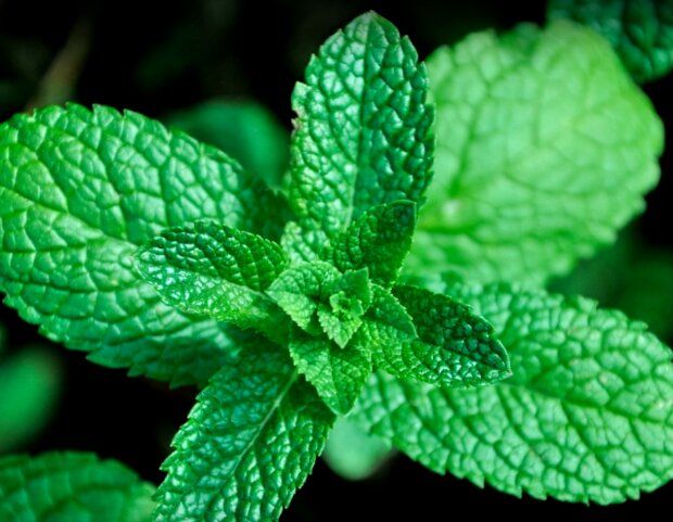 mięta / YouTube:  Marcin Pasierb