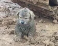 Pies znaleziony na budowie/goodtimes.my