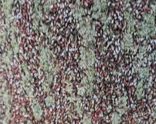 Skupieniec lipowy, screen Youtube @wiesiolek88