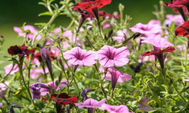 Te kwiaty rosną w ekspresowym tempie. W kilka tygodni zamienią pustą rabatę w kolorowy ogród