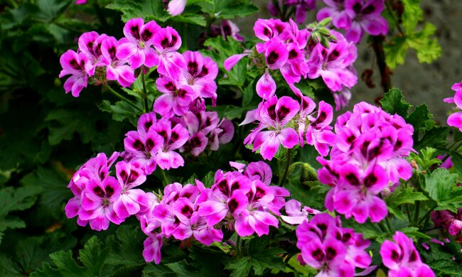 Posadź razem z pelargonią. Efekt na balkonie będzie spektakularny