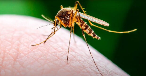 Nowy gatunek komara zaatakuje zimą! / YouTube:  Niezależny Serwis Wiadomości