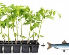 sadzenie pomidora, screen YT