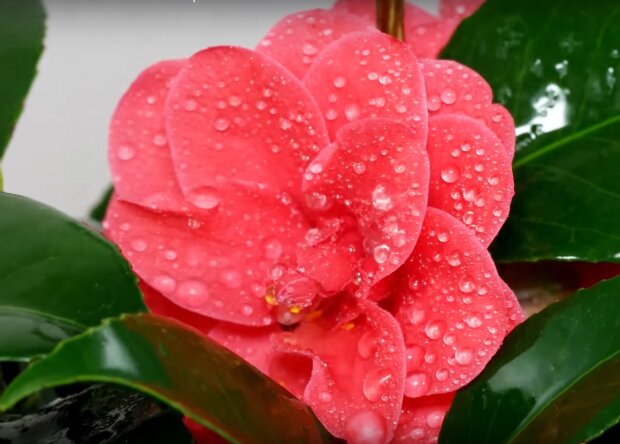 kamelia / fot. YouTube: Frau-Doktor