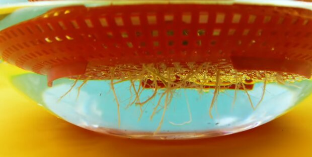 Kolendra/ YouTube @Cleverly