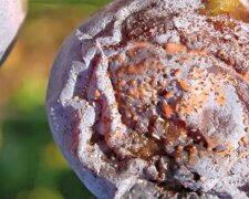 Szara pleśń, screen Youtube @BorowkaPolska