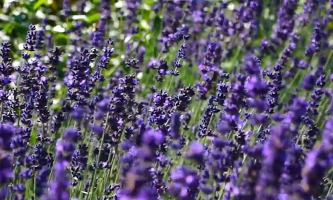 lawenda, screen Youtube @ogródnacodzień