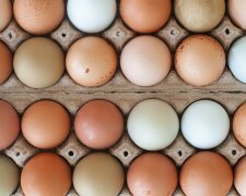 Nie spożywaj tych jaj. GIS informuje o zagrożeniu salmonellą