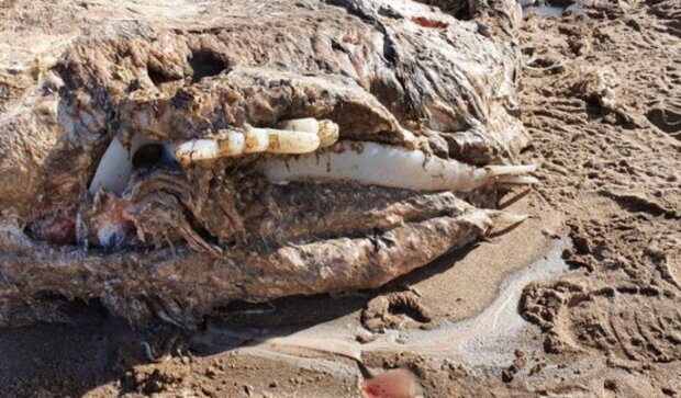 Znalezisko na plaży/ mirror.co.uk