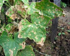 liście ogórka żółkną,screen YT