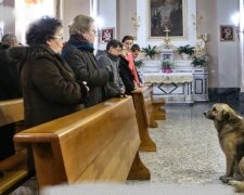 Pies w kościele/ YouTube @Did YouKnow?