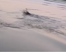 rybacy znaleźli niedźwiedzia, screen FB