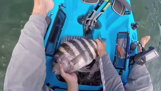 Ryba Archosargus probatocephalus/ YouTube @ Southern Reels Fishing