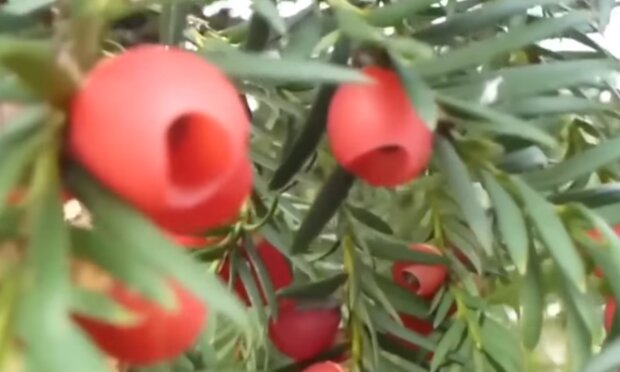 Cis pospolity/YouTube @Onet