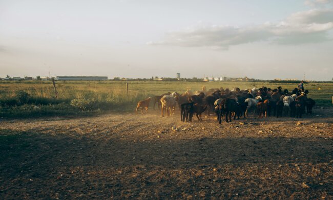 Nowa ustawa wchodzi w życie bez rozgłosu. Rolnikom grożą kary do 65 tys. zł