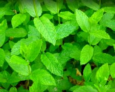 mięta / YouTube:  Marcin Pasierb