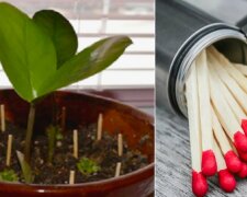 Zapałki do kwiatów?/Youtube @Healthy Ways