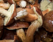 Grzybobranie/Youtube @Nat Ura